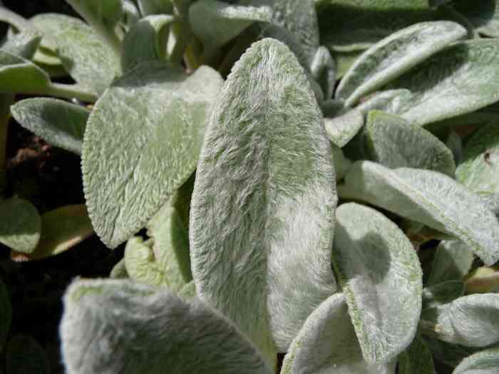 How to Grow Lamb's Ear, a DroughtTolerant Plant Dengarden