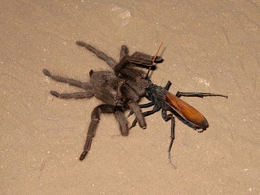 Tarantula Hawk Wasp: State Insect of New Mexico (Lesson) - Owlcation