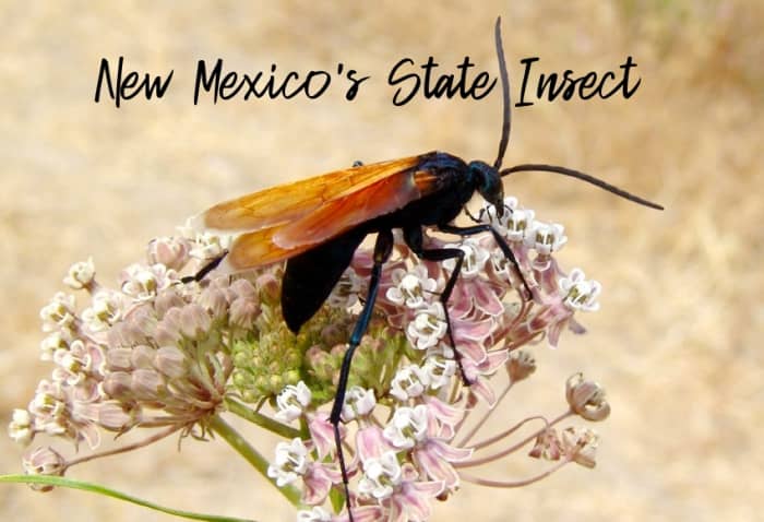 The tarantula hawk wasp