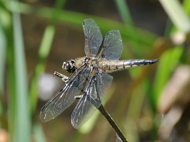 A four-spotted chaser dragonfly perching