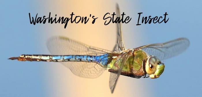 Washington's state insect