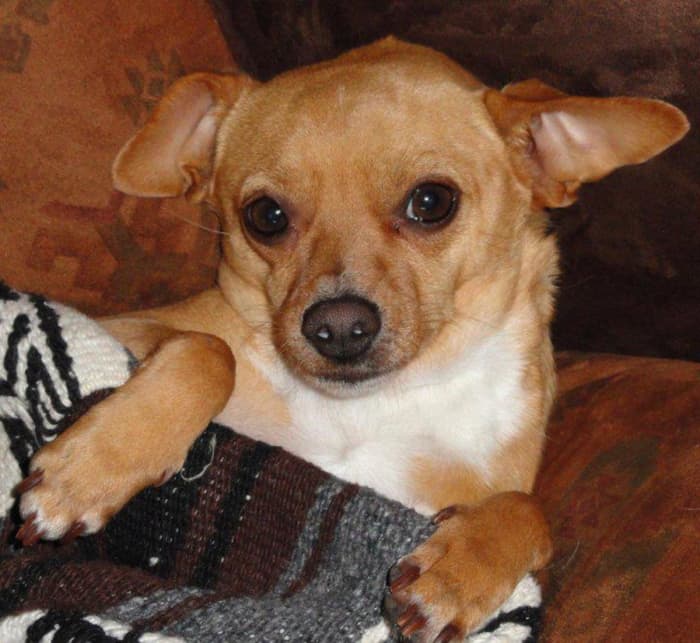 Chewy was abandoned on our Texas property as a pup, but I loved him dearly.