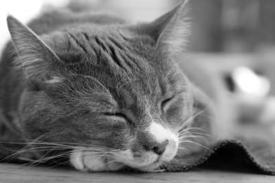 Don't let kitty sleep too close to the fireplace for warmth during the winter. The prolonged exposure to heat can dry their skin and cause potential respiratory issues.
