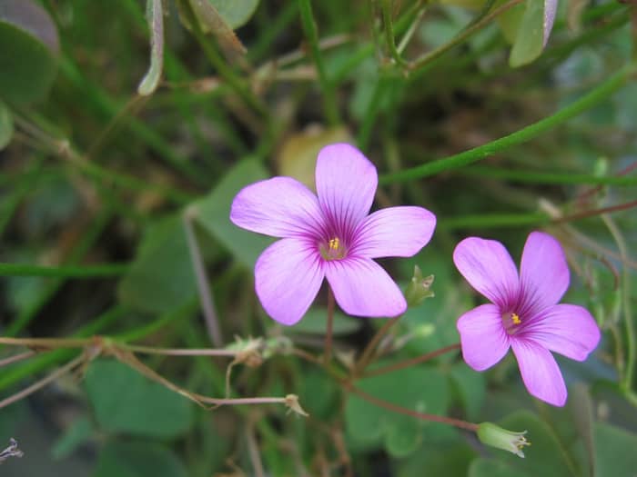 Oxalis articulata bloemen.