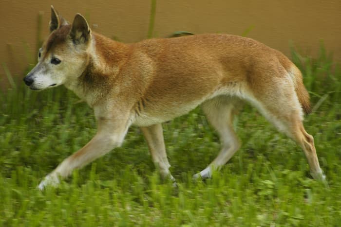 The New Guinea Singing Dog is a close relative of domesticated dogs, but genetically distinct enough that some consider it to be another species.