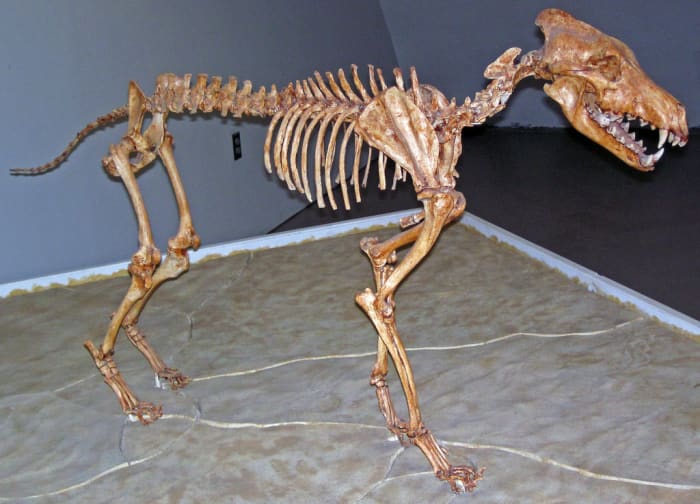Wolf fossils.