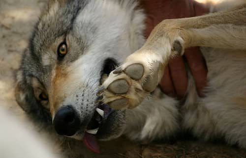 Did our pet dogs evolve from wolves?