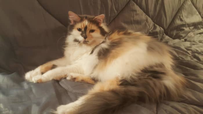 There she is. Princess Caca. That little shit was abandoned three times! When we first took her in she was a total b**ch. She's a good girl now. We'll keep her.