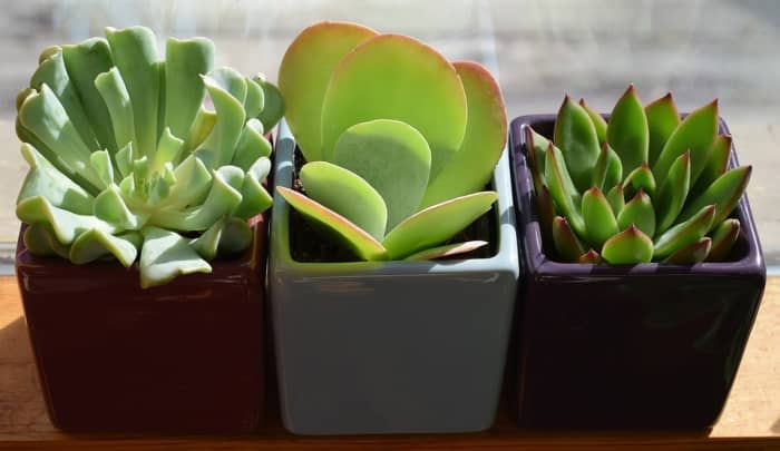 Succulents are everywhere for a reason; they're about as simple as it gets to propagate, and they're the bread-and-butter of plant swappers and sellers.