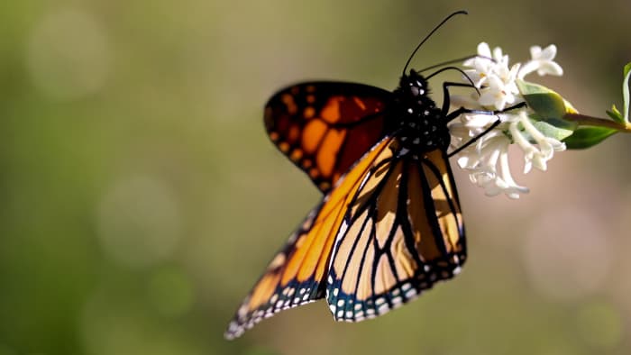 You can help sustain the monarch population (and attract beautiful butterflies to your home) by planting milkweed—their food source—in your garden.