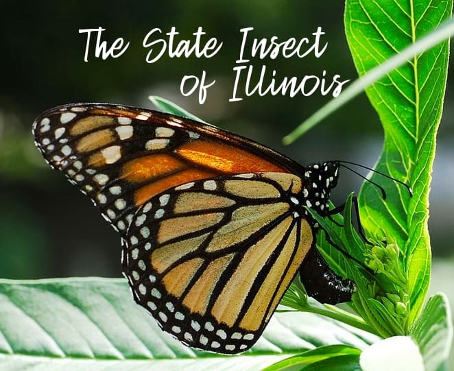 The monarch butterfly is the state insect of Illinois.