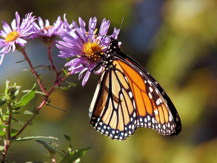 State Insect Of Illinois: The Monarch Butterfly - Owlcation