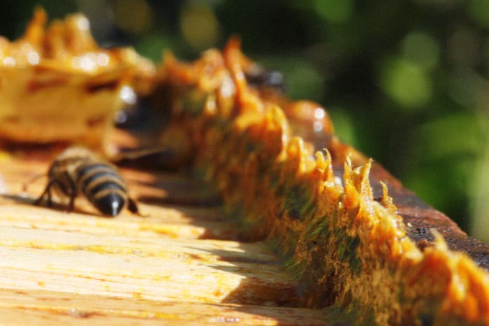 propolis in beehive
