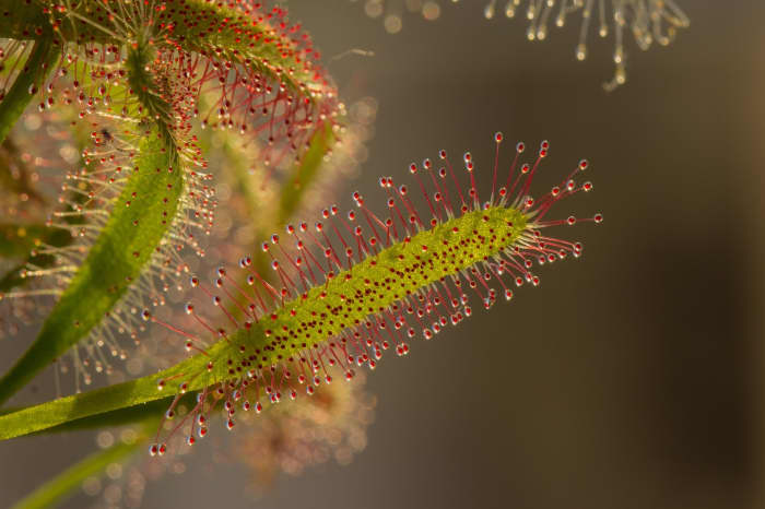 Sundews (Drosera): Easy-Care Carnivorous Houseplants - Dengarden