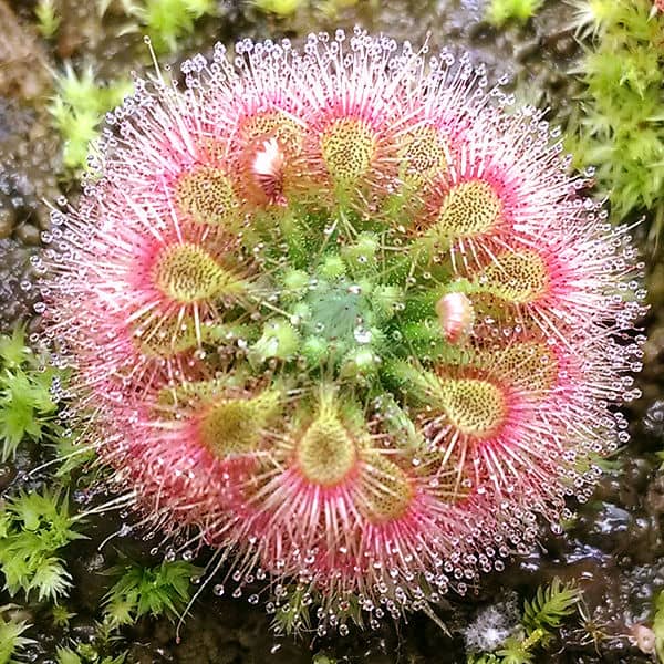 An Australian pygmy sundew (Drosera allantostigma), showing developing gemmae (the little green balls nestled in the crown).