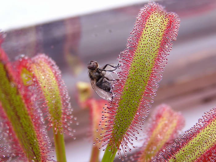 If you have issues with flying insects in your house, a healthy thicket of sundews will make quick, albeit slightly morbid, work of them