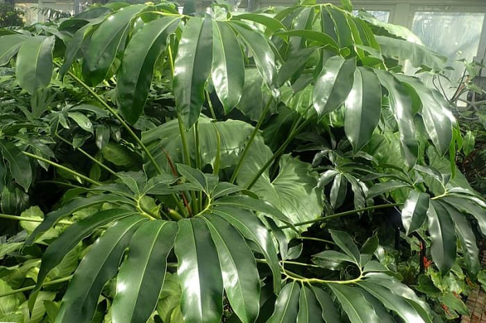 Philodendrons are a snap to cultivate, but to maximize your swapping/selling power, focus on less common, unusual varieties (like this P. goeldii).
