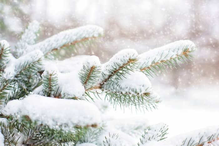 Though beautiful, most people would prefer not to spend a cold night sleeping under a pine tree.
