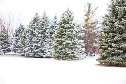 A pine tree covered by snow offers a surprisingly dry and comfortable haven under its branches.