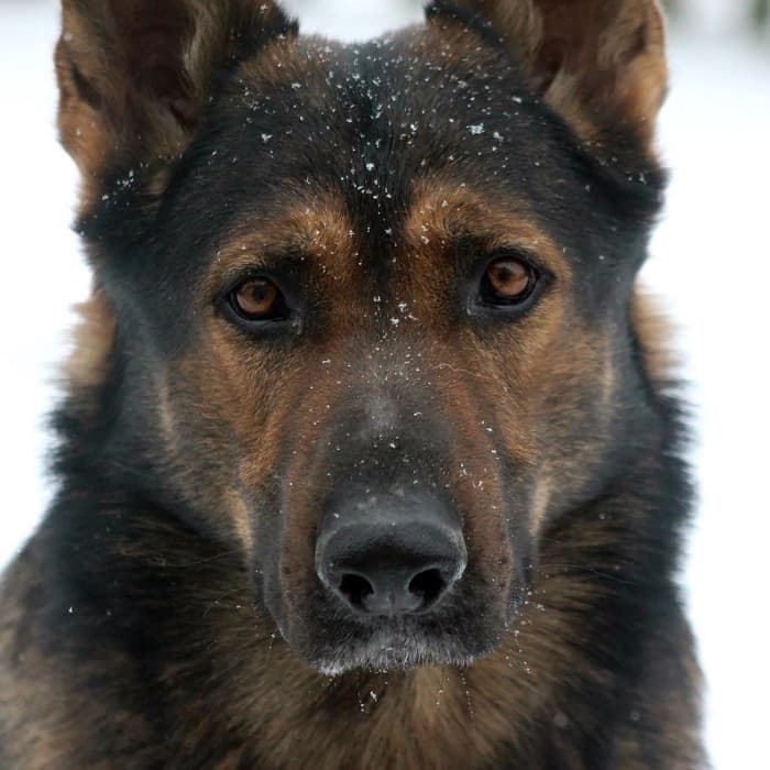 The Best Leashes and Collars for German Shepherds - PetHelpful