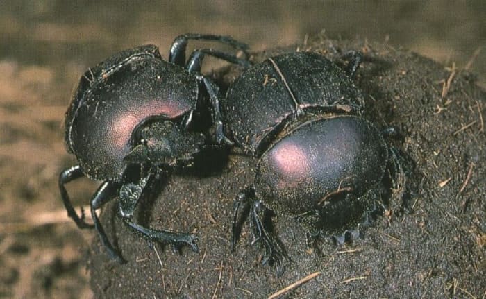African Dung Beetles may just hold the key to changing the incontinent efforts of the movers and shakers in Bumble Town.