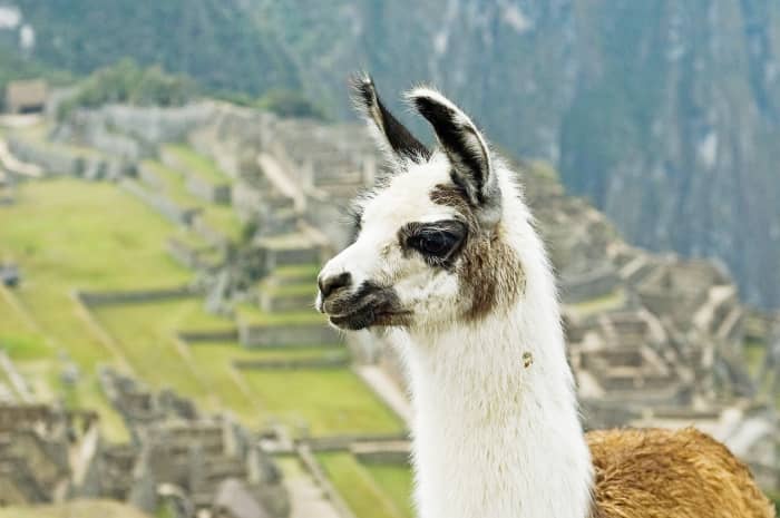A llama in front of the Machu Picchu archeological site in Peru