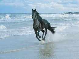 from-a-squandered-life-white-rock-horse-68