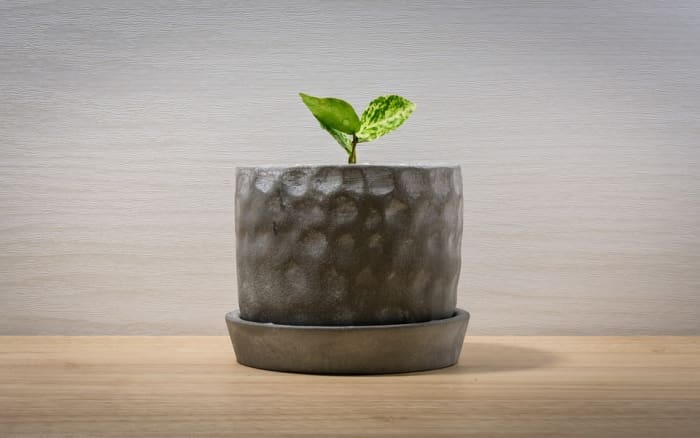 This article will help you figure out where and how to sell or swap your propagated houseplants, even during a pandemic.