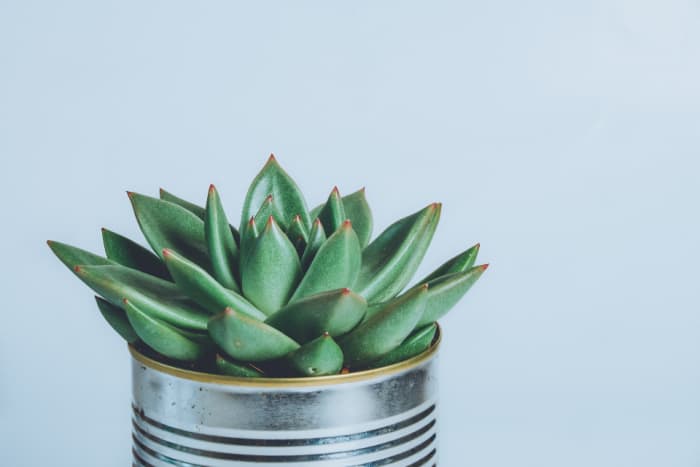 It may be much more difficult, but there are still plenty of ways to sell or swap your propagated houseplants in a pandemic.