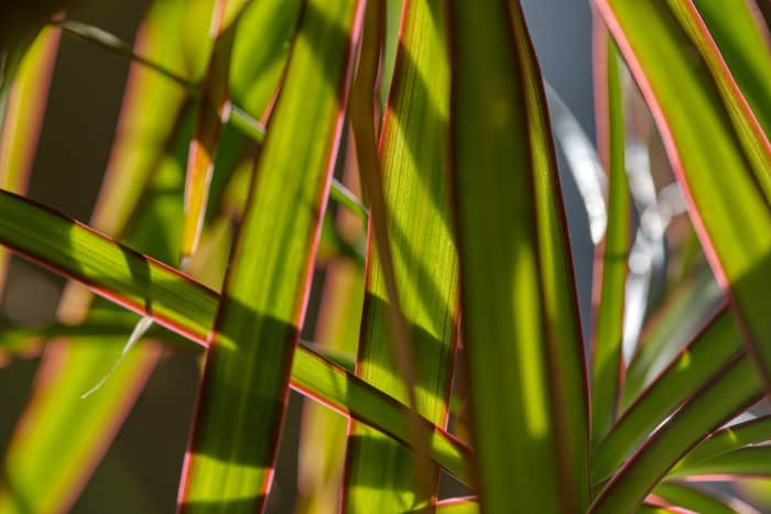 Taking advantage of online ads, local Buy/Sale pages on Facebook, and social media specialist groups are all great ways to sell your propagated houseplants.
