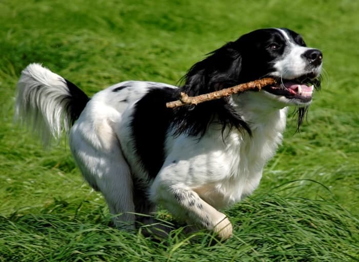 Best Hunting Dog Breeds To Pet and Train - HubPages