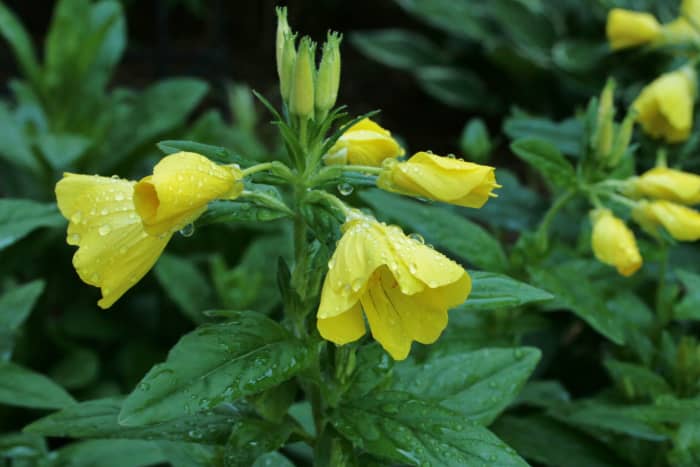 Watering before a cold snap will reduce the likelihood of frost damage.