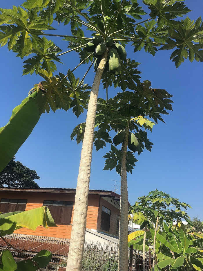 Tropical Fruit Trees Around Our Thailand Home HubPages