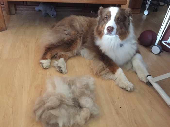 A Guide to Owning an Australian Shepherd PetHelpful