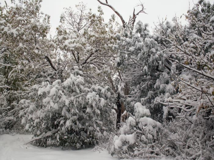 We usually don't get soft, white snows like this, but are accustomed to blizzards. The snow doesn't usually cloak, it packs.