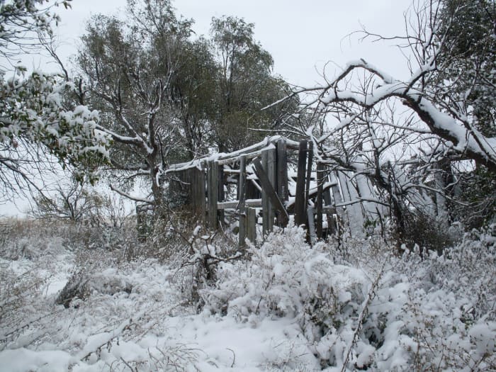 . . . in several different varieties. I can't wait to hear the whispers of memories in this confusion of a barn.