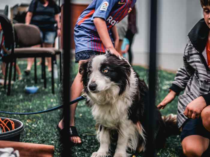 Dogs should be socialized and exposed to various situations, people, place, and things, from an early age.