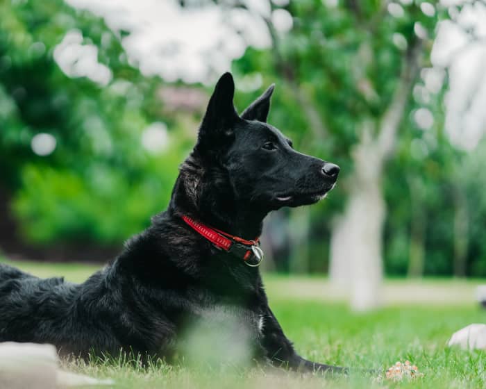 Aggression in dogs can be a problematic matter. Learn more about why your dog or another dog is aggressive and how to put an end to it.