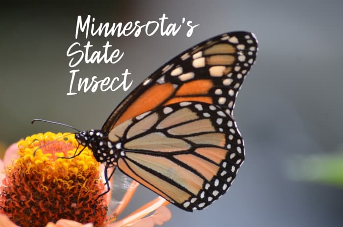 The monarch became the state insect of Minnesota in 2000 after a successful campaign by a fourth-grade class at Anderson Elementary.
