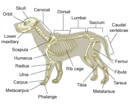 This is a very basic canine skeleton to help give you a visual of where the various anatomical landmarks are located on the body.
