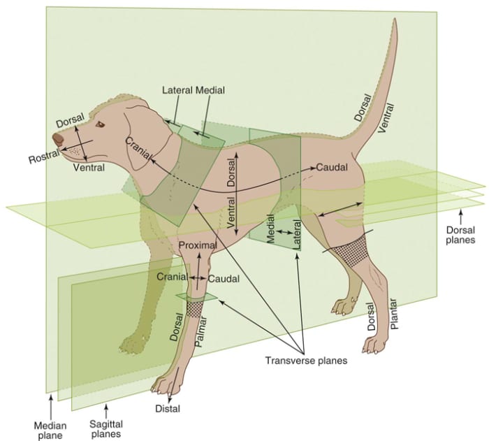 This graphic goes in to more detail than is needed for a basic understanding, but it provides a good visual representation of the planes in place on a dog.