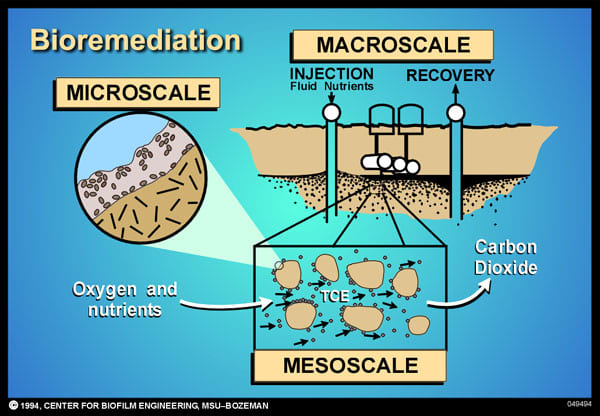 Bacteria Beneath a Site Digests Toxic Waste and Renders It Harmless