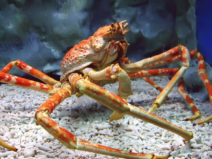 The Japanese Spider Crab - It's a crustacean. It's a crab. It's not a spider. The Japanese Spider Crab is the Biggest Crab in the World. Image Credit: Charles Laigo - Wikipedia Commons