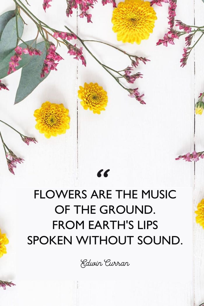 Flowers A Poem With Quotes And Thoughts On The Blooming 