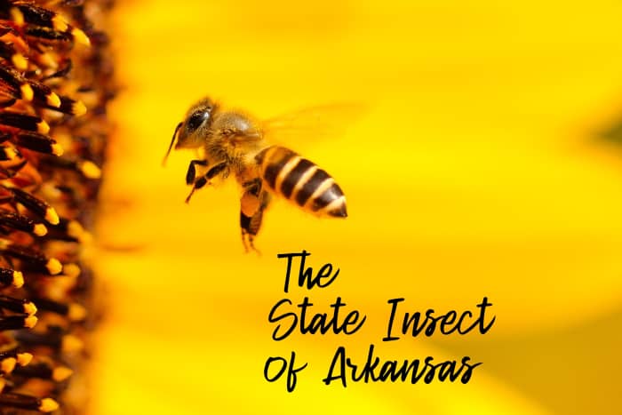 The Western Honey Bee State Insect of Arkansas Owlcation