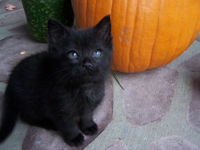 A sweet black kitty with an orange pumpkin makes a perfect Halloween picture.
