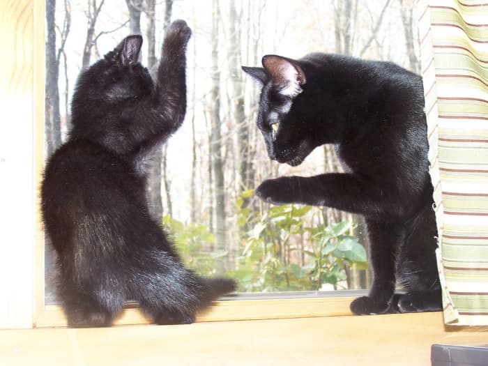 "Paws up! Now give me all your crunchies!" These two black cats are probably a handful to care for, but I bet they provide lots of laughs, too.