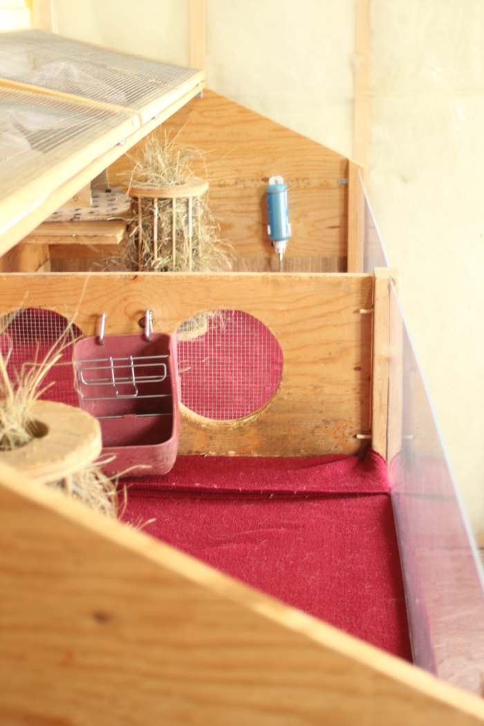 Our Experience of Owning Four Male Guinea Pigs PetHelpful