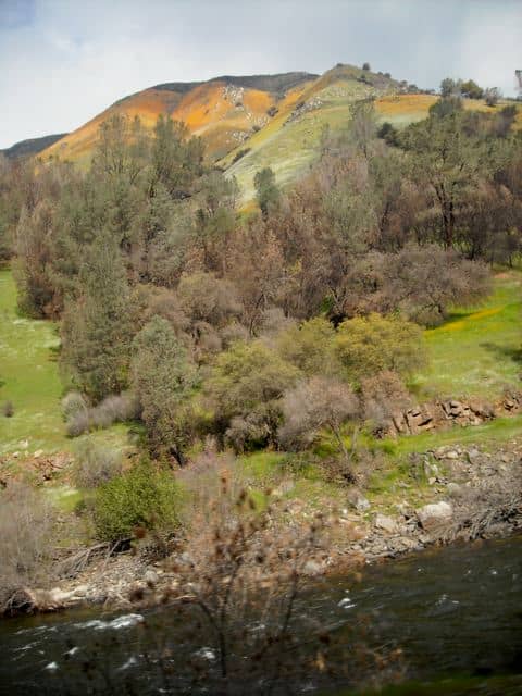 The top of the ridge is blackened by a previous wildfire, but the poppies are pushing their way into the burn scar.