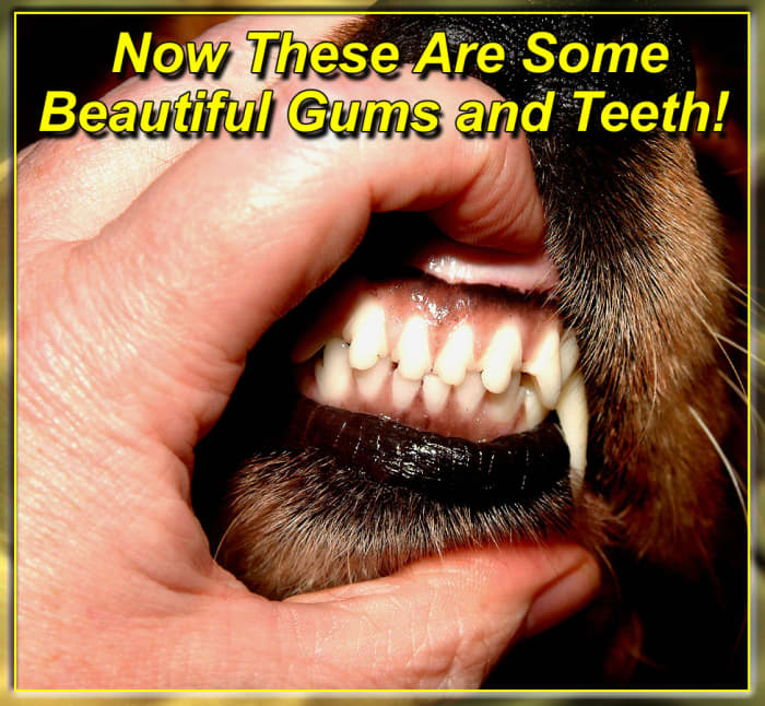 Clean plaque-free teeth and healthy tight pink gums are a sure sign that your dog has good health and fresh breath!